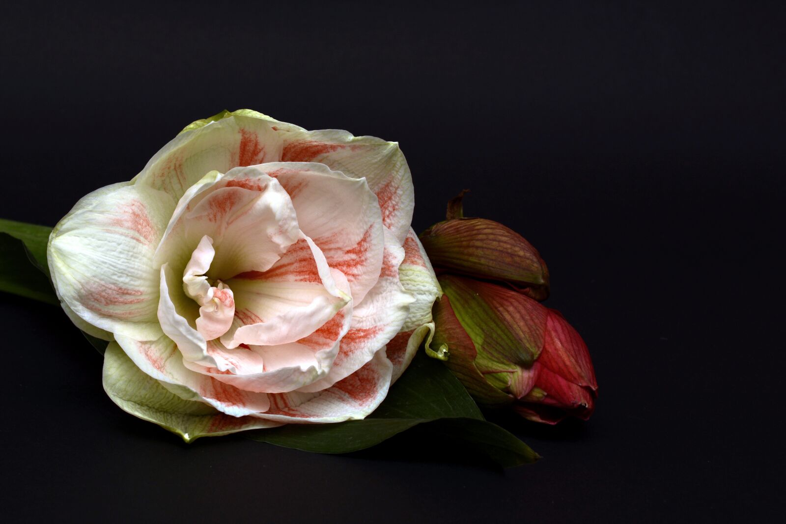 Nikon D7100 sample photo. Amaryllis, blossom, bloom photography