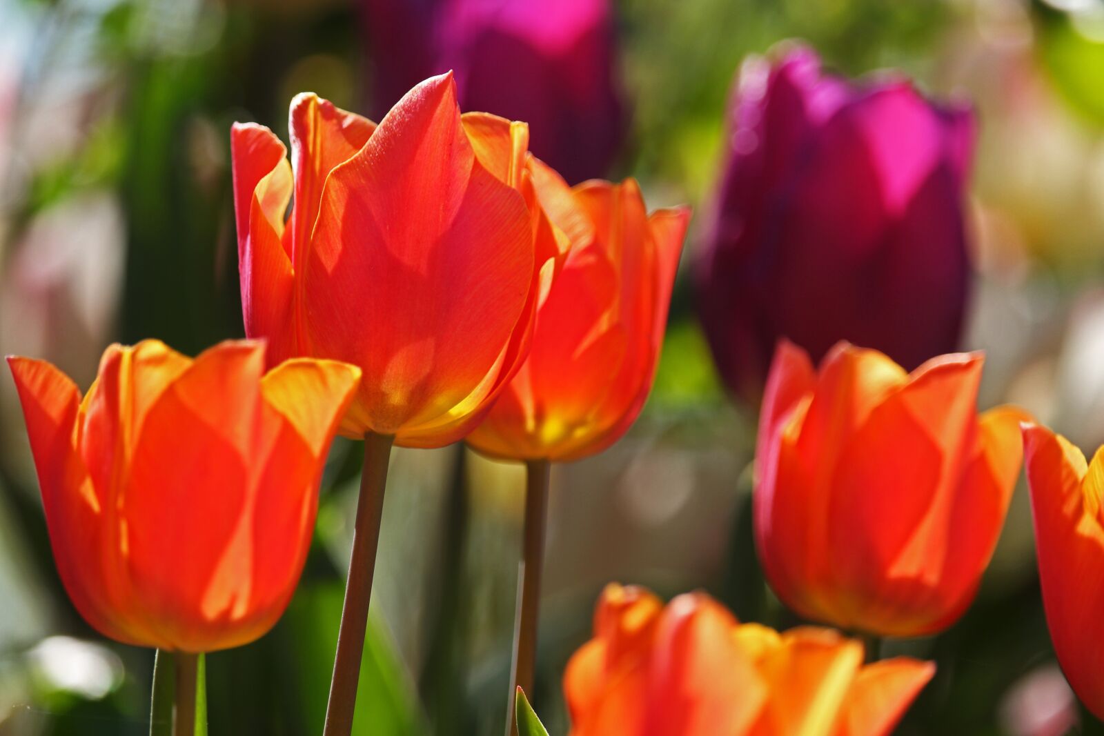 Canon EF-S 55-250mm F4-5.6 IS STM sample photo. Tulips, early bloomer, spring photography