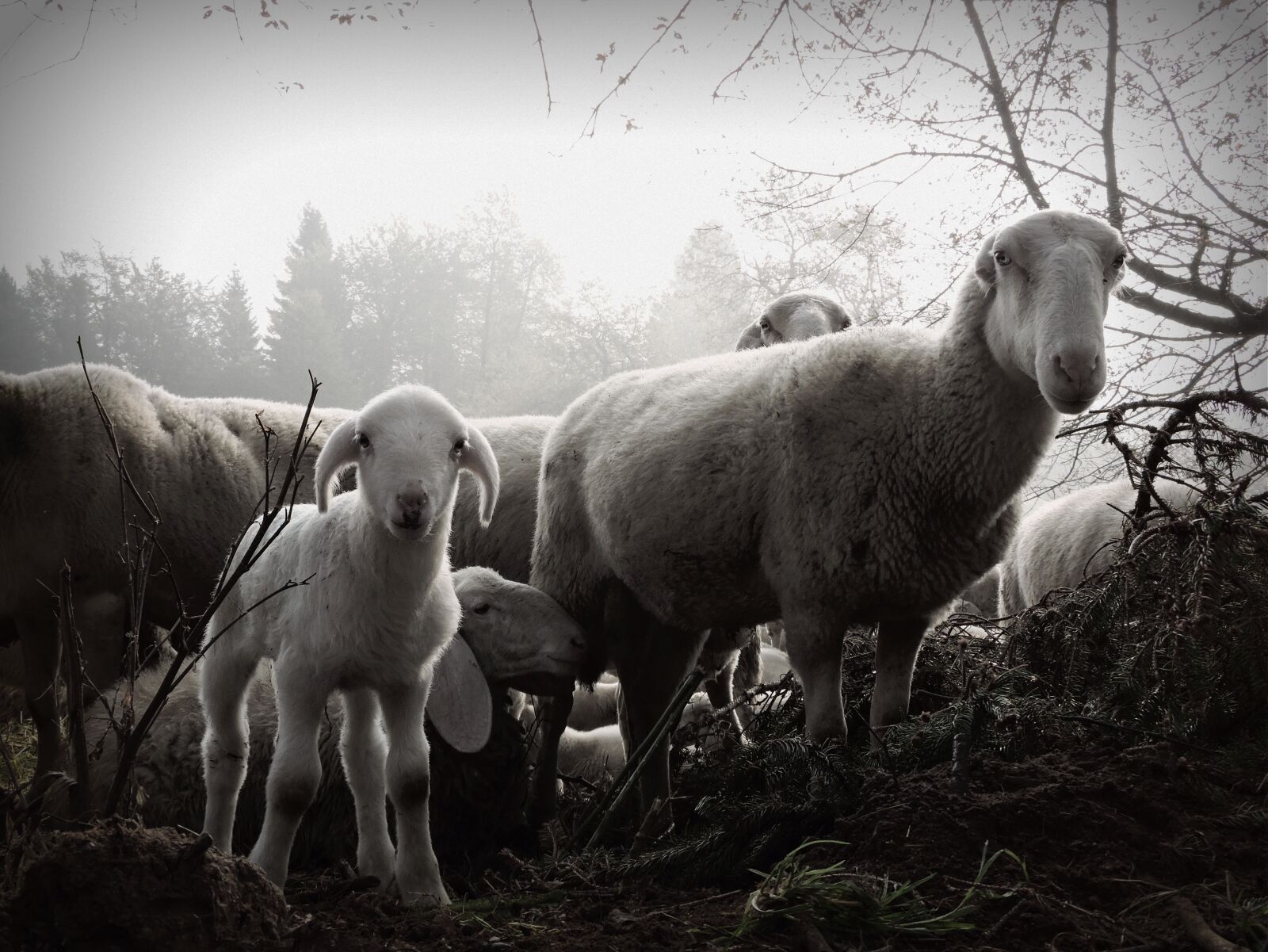 Nikon Coolpix P600 sample photo. Lamb, sheep, flock photography
