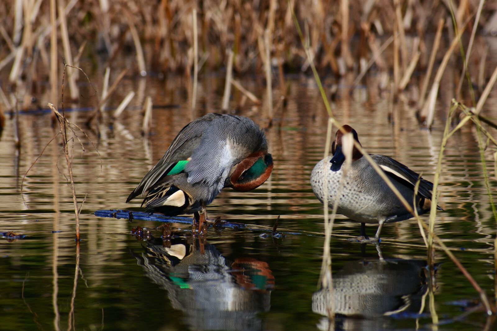 VR 70-300mm f/4.5-6.3G sample photo. Animal, pond, waterside photography