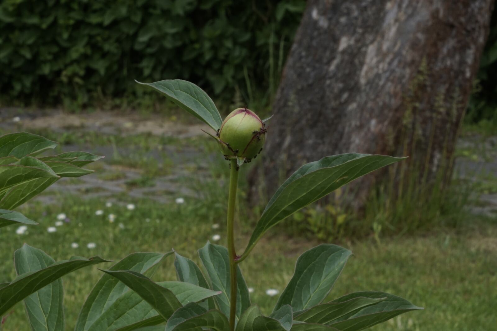Sony a5100 sample photo. Flower bud, green, nature photography