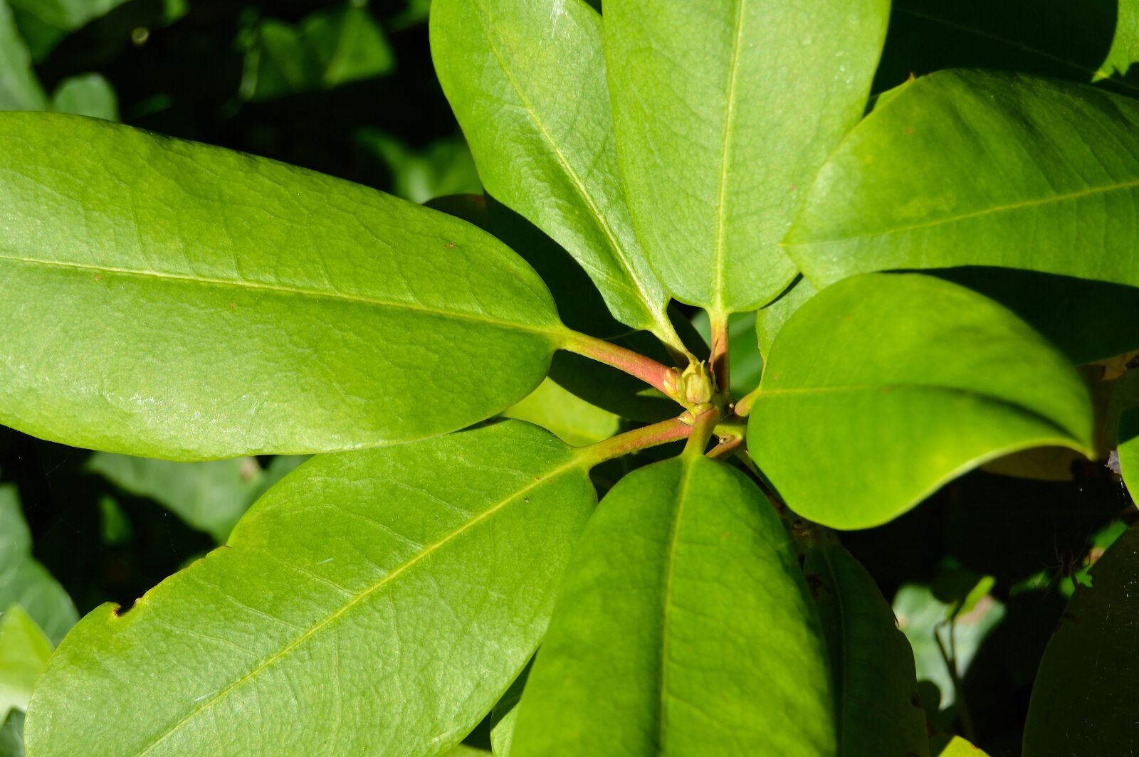Nikon D3200 sample photo. Branch, leaf, flowers photography