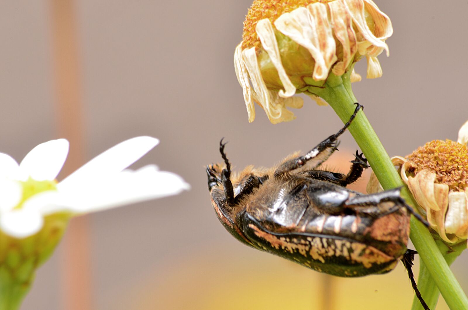 Nikon D5100 sample photo. Scarab, insect, nature photography