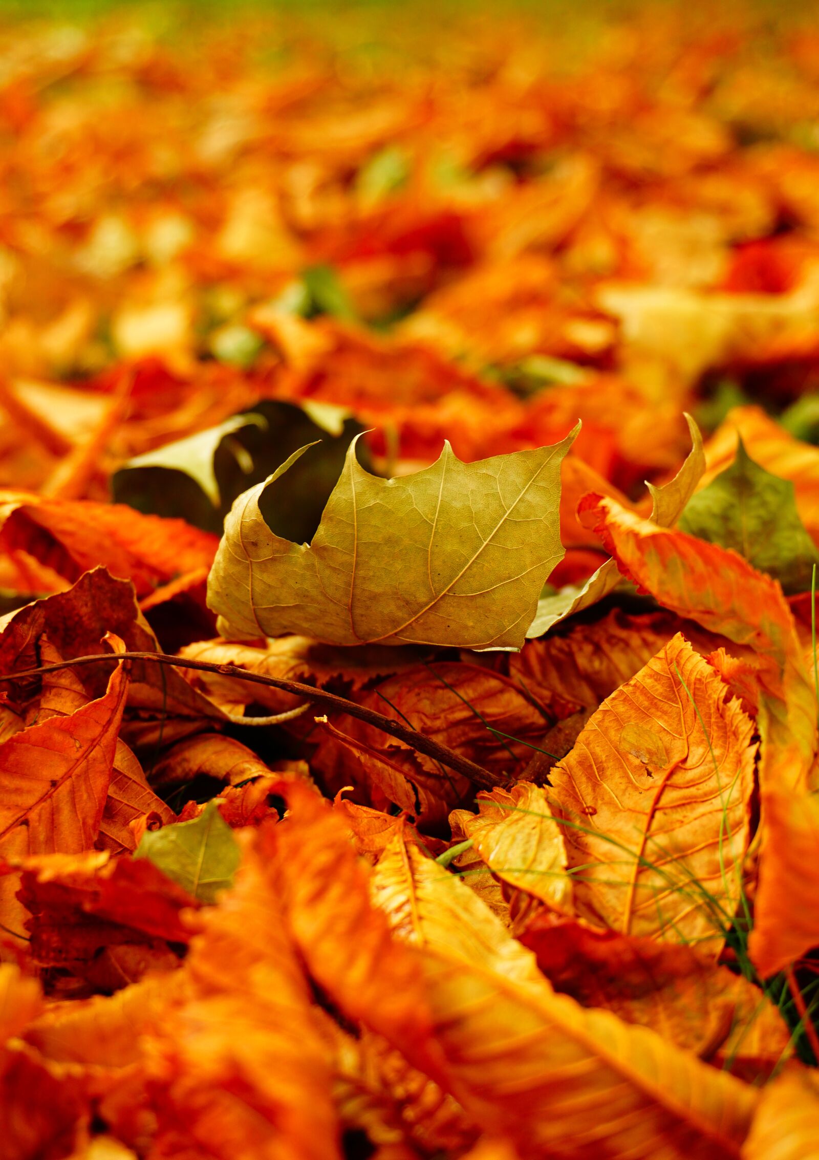 Sony a6000 sample photo. Autumn, leaves, nature photography
