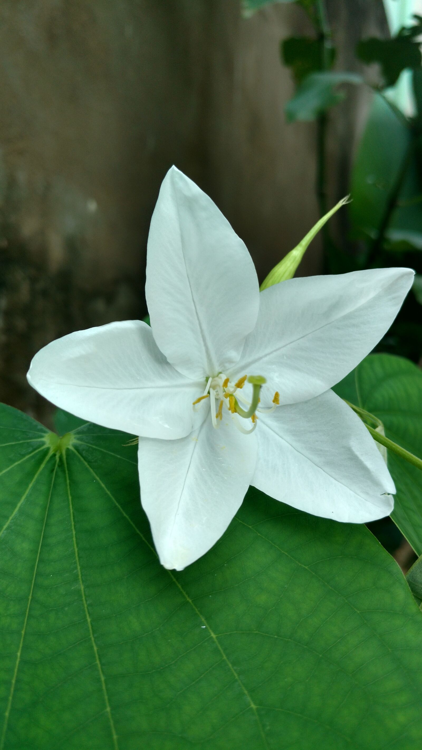 Motorola Moto X Play sample photo. White, star flower, leaf photography