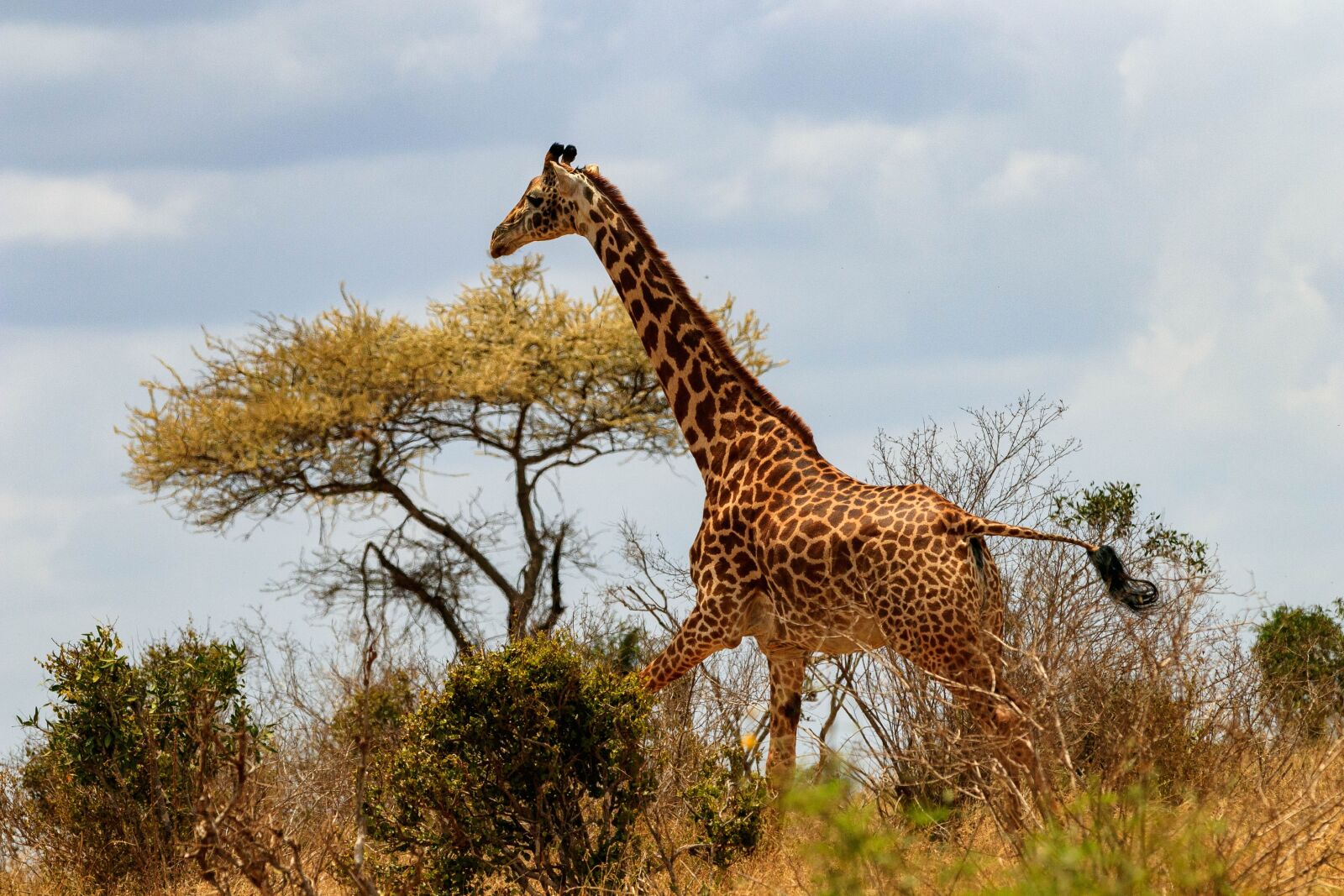 Canon EOS 80D sample photo. Giraffe, africa, kenya photography