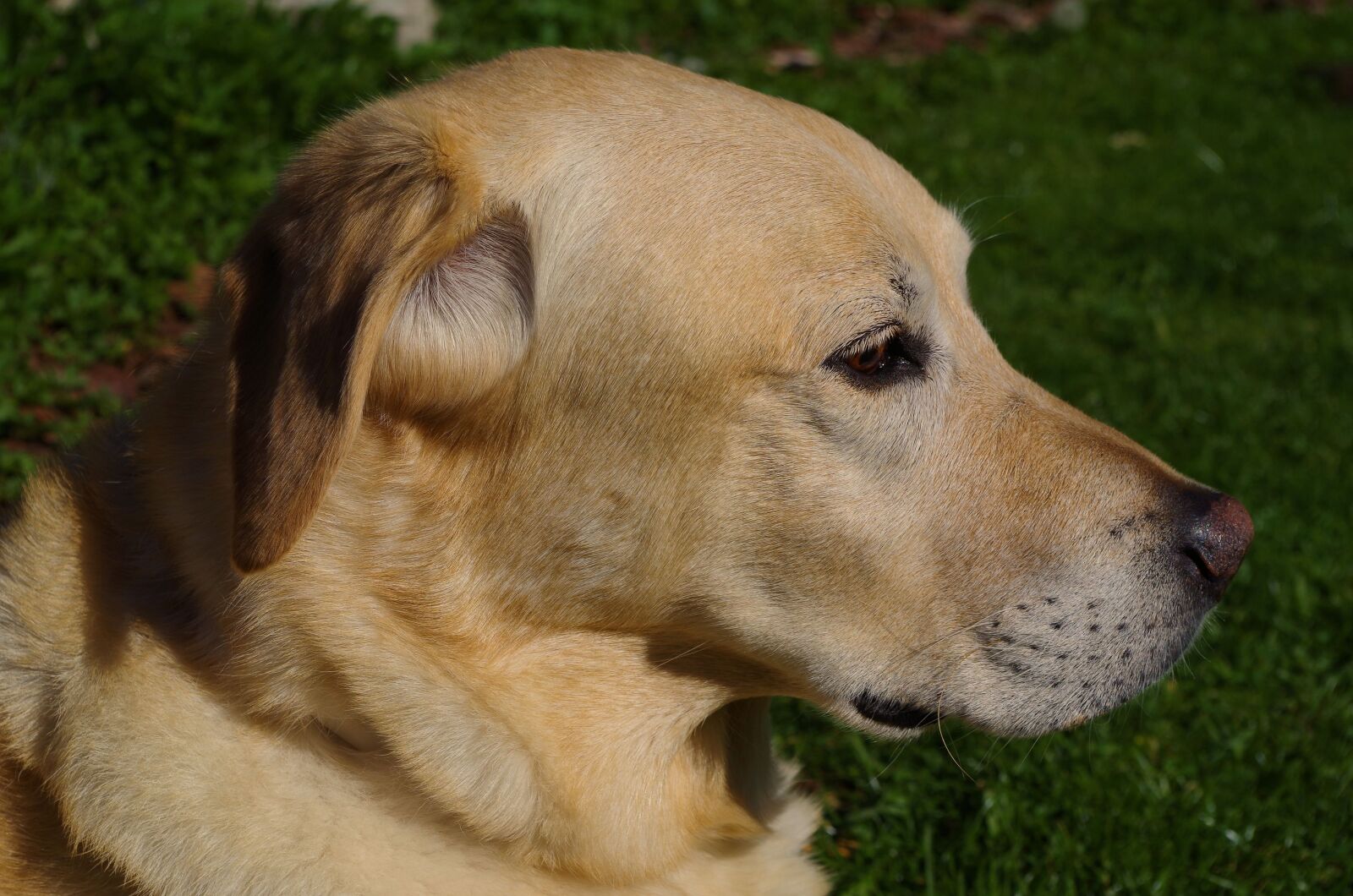 Pentax K-50 sample photo. Dog, labrador, pet photography