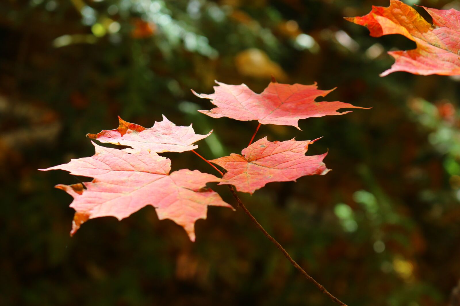 Canon EOS 70D sample photo. Maple, leaf, maple leaf photography