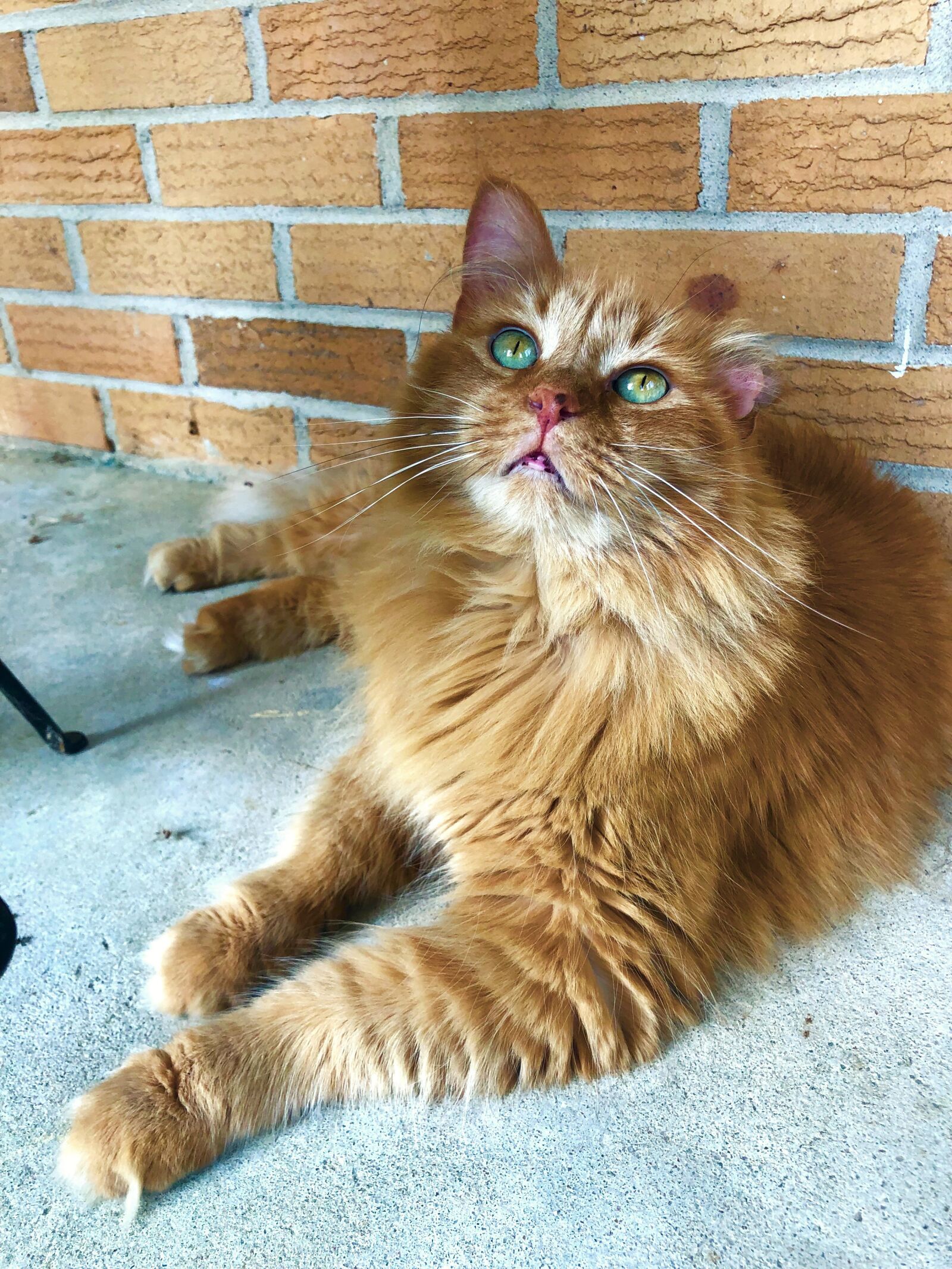 iPhone X back dual camera 4mm f/1.8 sample photo. Cat, orange cat, domestic photography