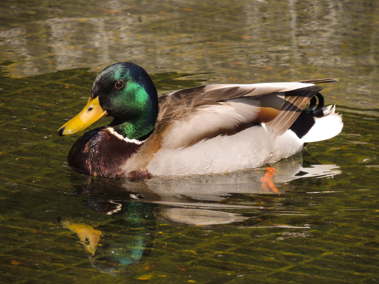 Nikon Coolpix P510 sample photo. Mallard, duck, wildlife photography