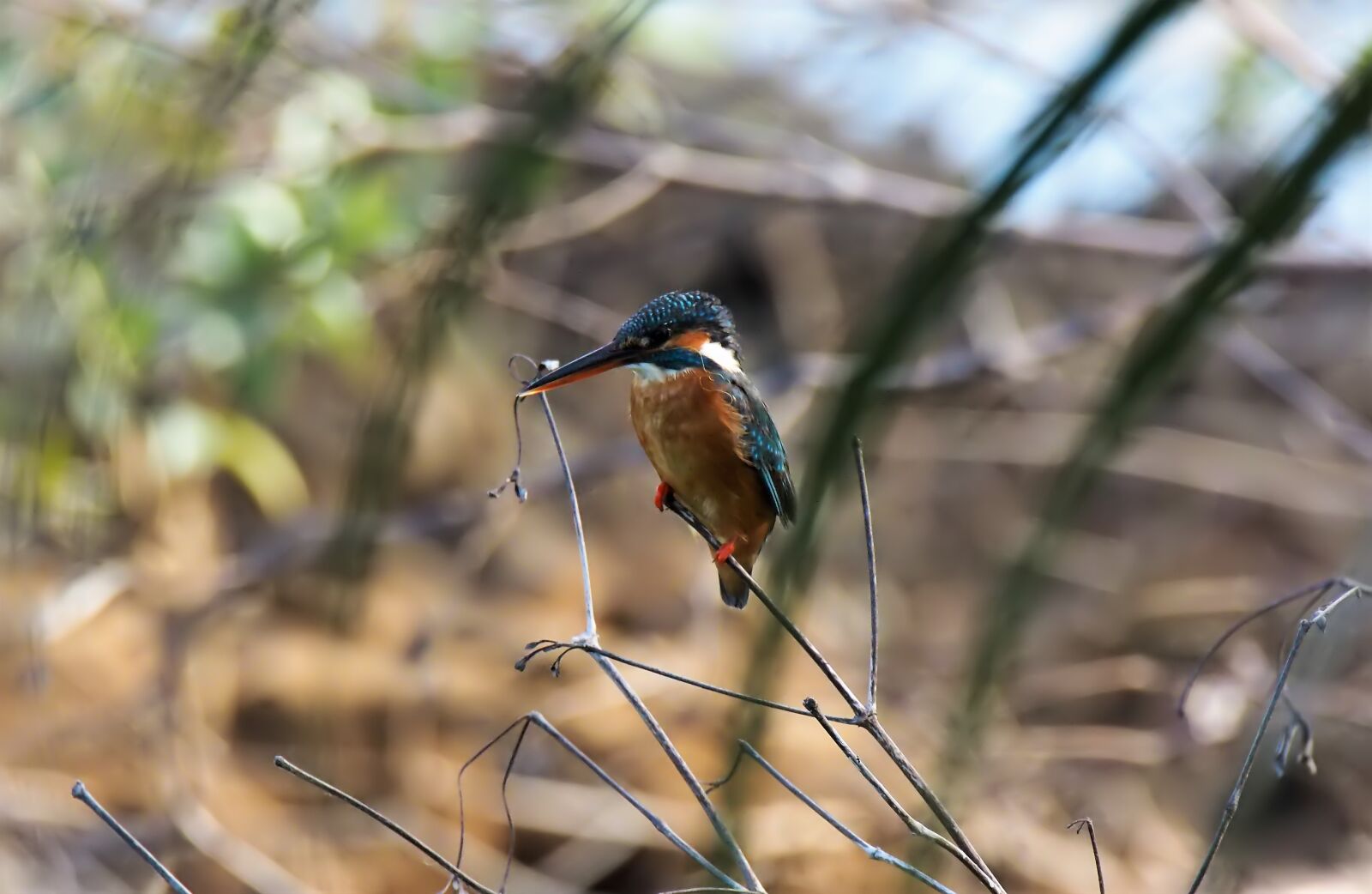 Olympus OM-D E-M1 sample photo. Wild, bird, wildlife photography