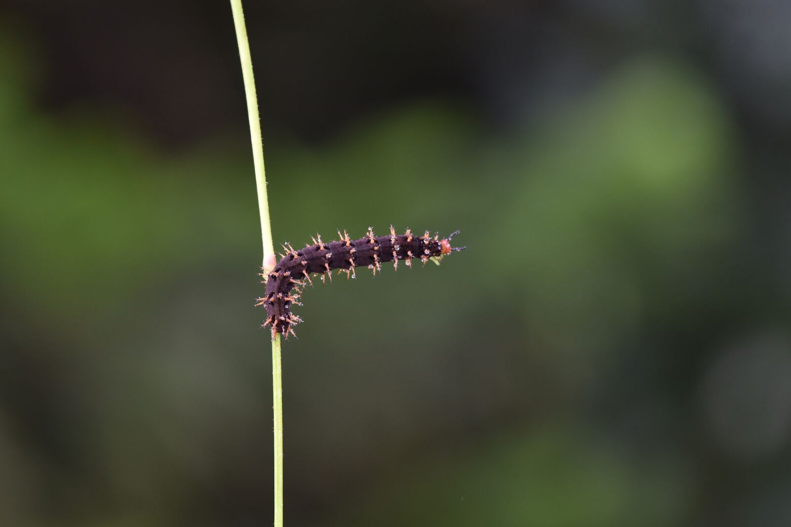 Nikon D810 sample photo. Caterpillar, macro, doğa photography