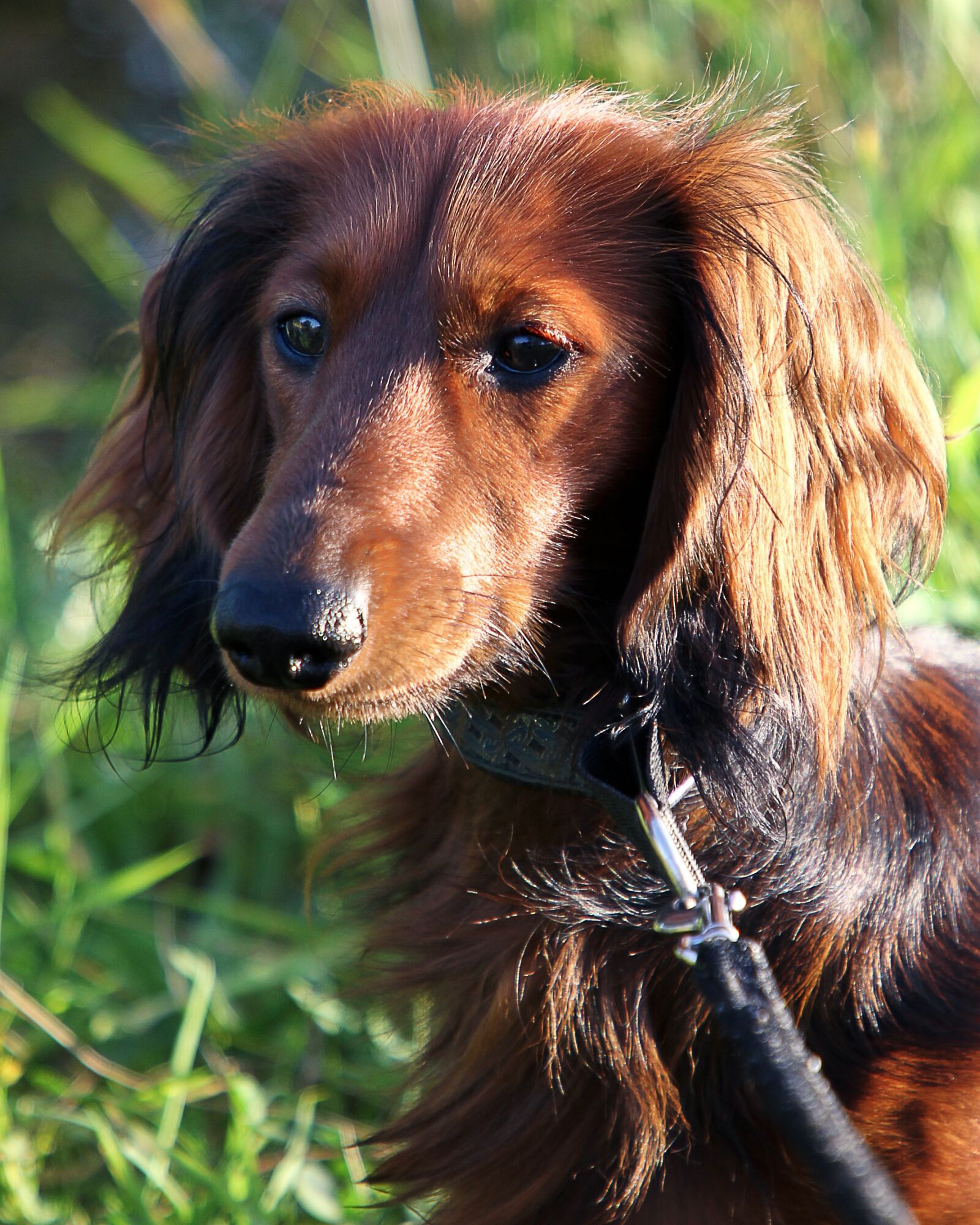 Canon EOS 60D sample photo. Dachshund, long hair dachshund photography