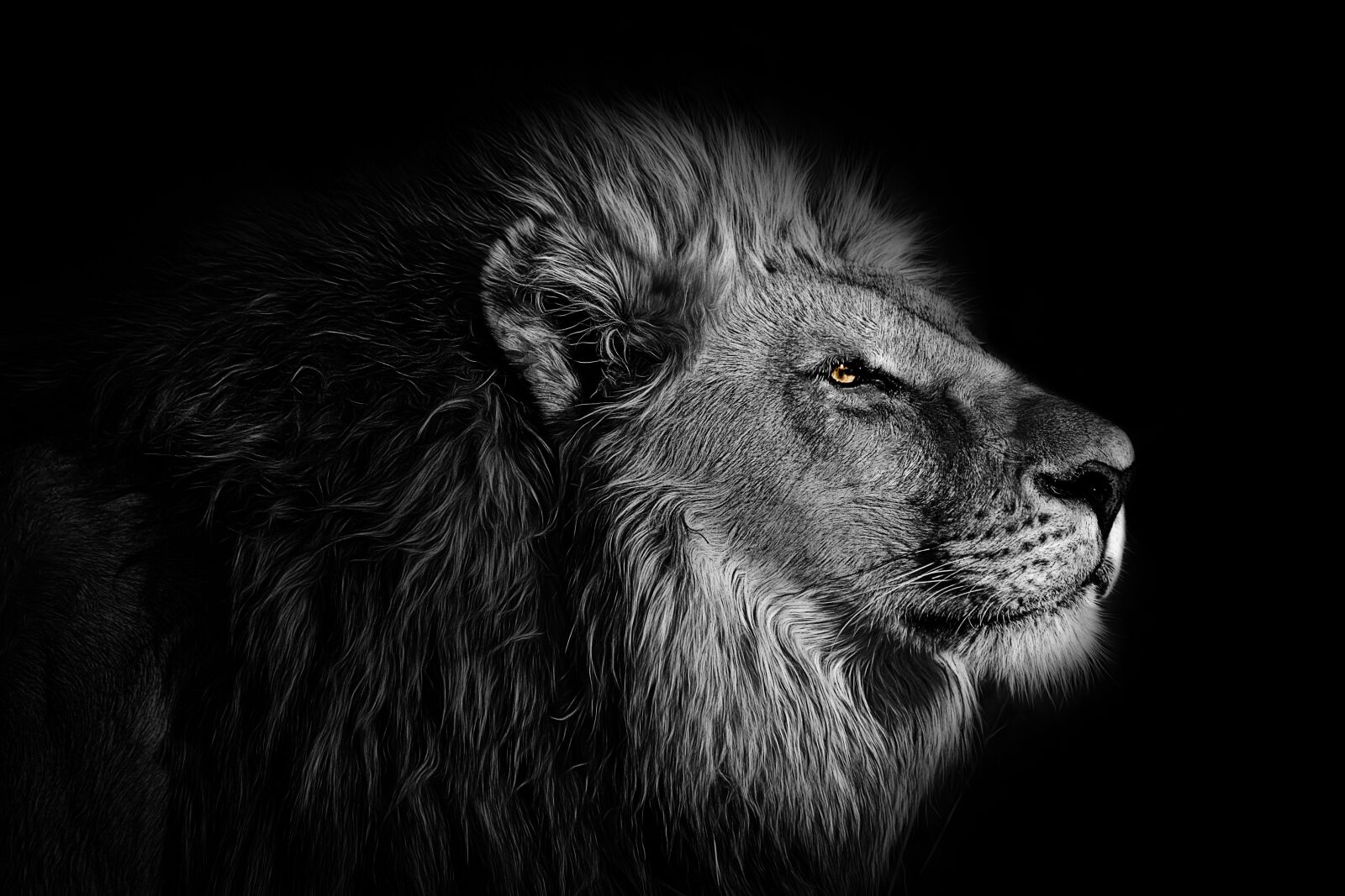 Sony a6000 sample photo. Wallpaper, background, lion photography