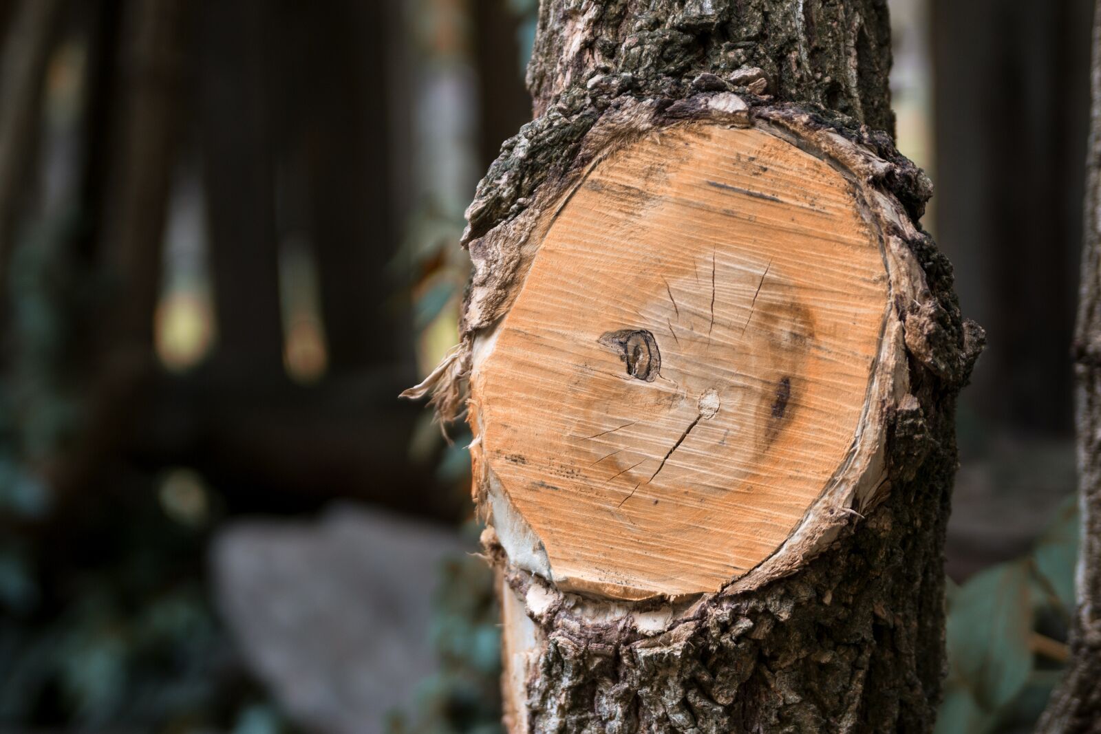 Canon EOS 70D sample photo. Tree, forest, branch branches photography