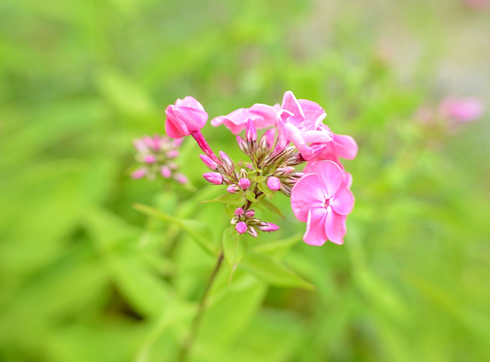 Nikon D600 sample photo. Phlox, flower, flowers photography