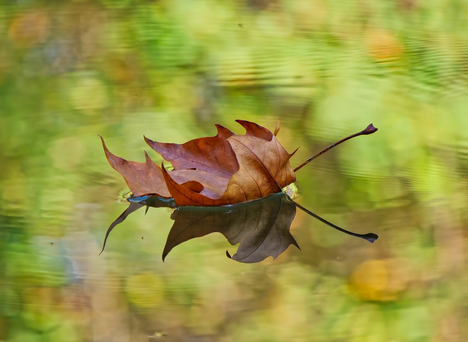 Panasonic Lumix DC-G9 sample photo. Leaf, fall, water photography