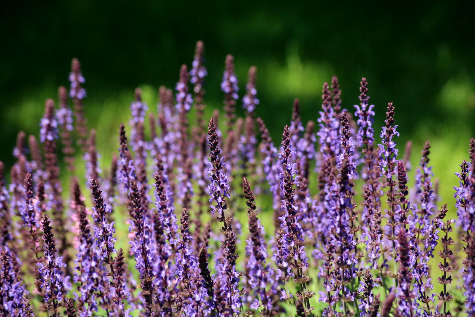 Canon EOS 1200D (EOS Rebel T5 / EOS Kiss X70 / EOS Hi) sample photo. Sage, plant, purple flowers photography