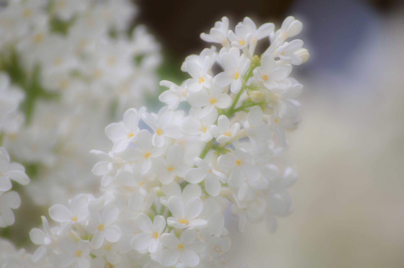 Nikon D5100 sample photo. Bloom, white, flower photography