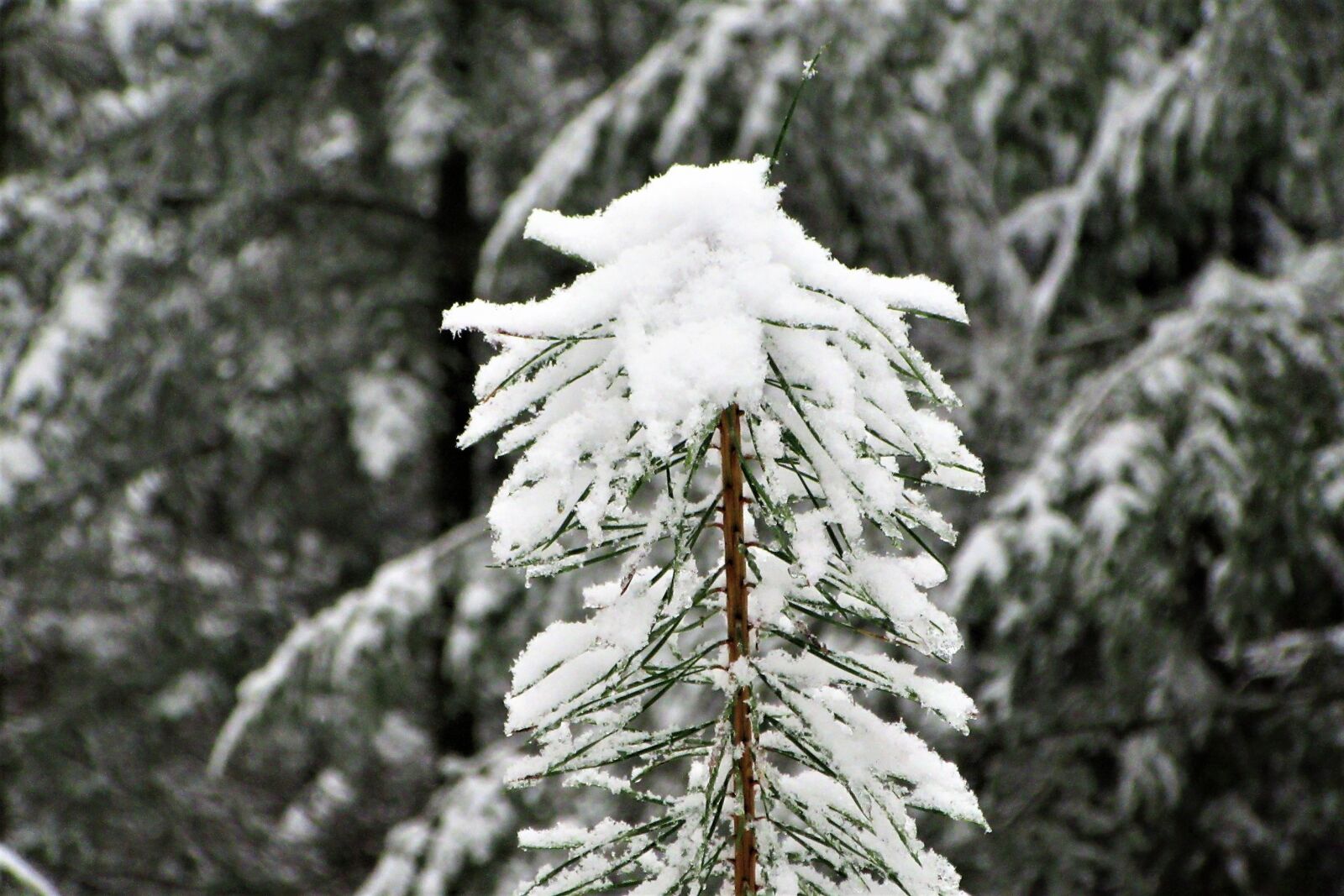 Canon PowerShot SX610 HS sample photo. Conifer, grow, forest photography