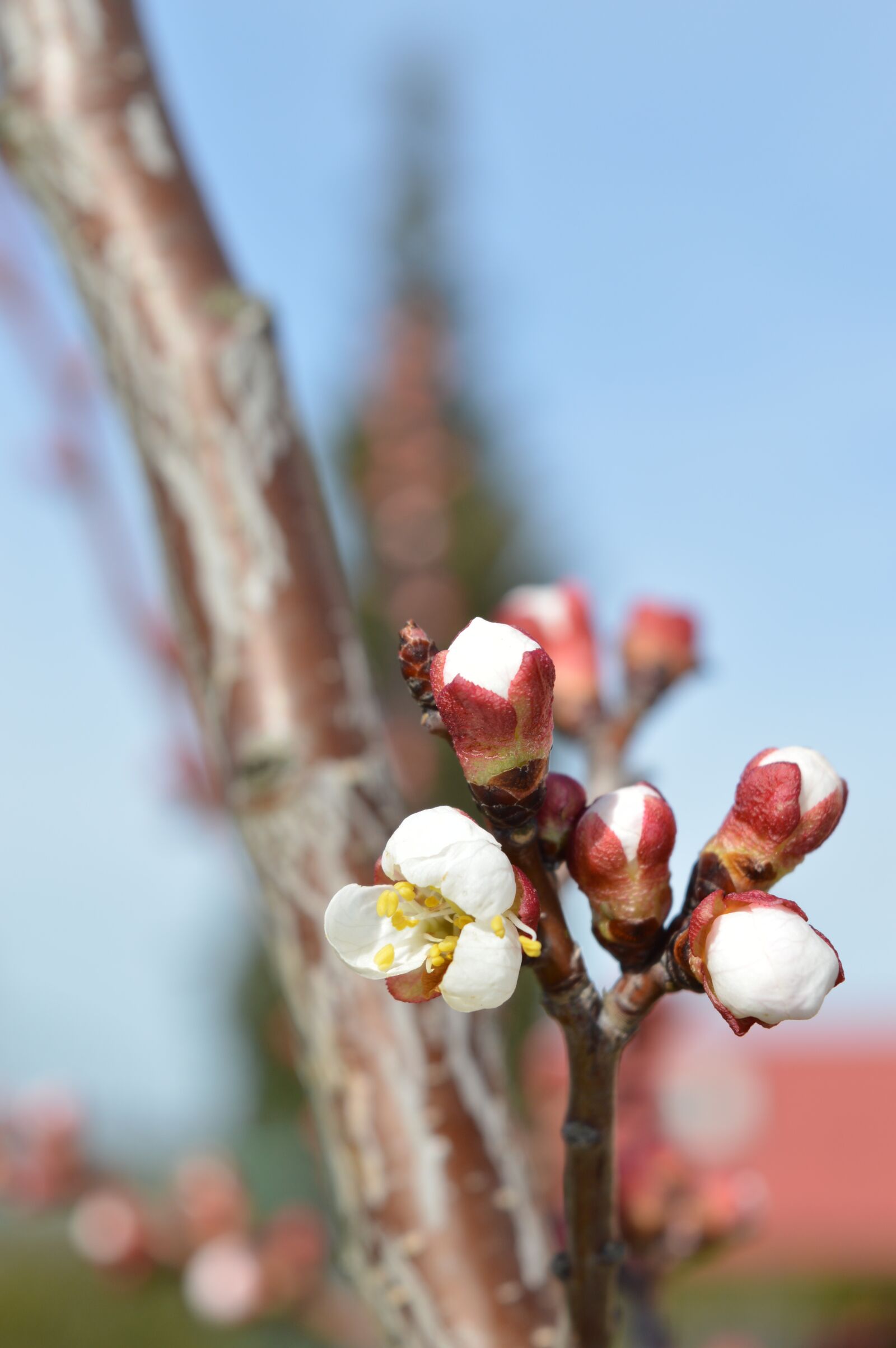 Nikon D3200 sample photo. Spring, flower, nature photography
