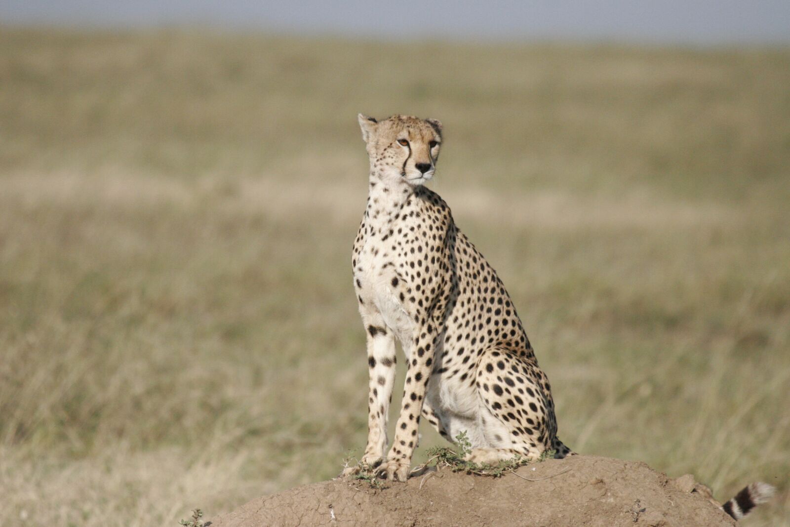 Canon EOS 20D sample photo. Cheetah, sit, safari photography