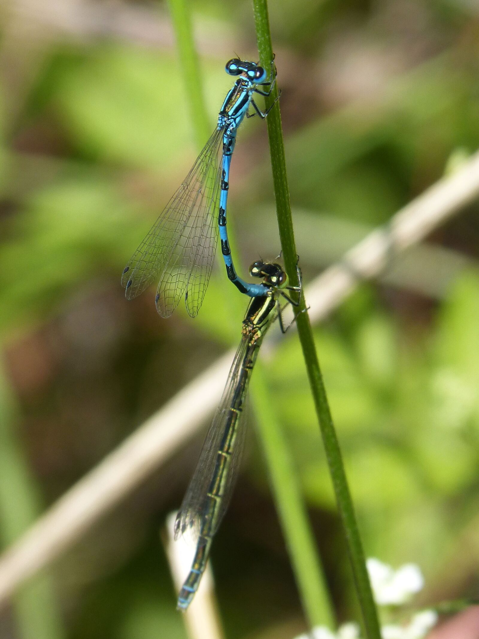 Panasonic DMC-FZ62 sample photo. Dragonflies, reproduction, copulation photography