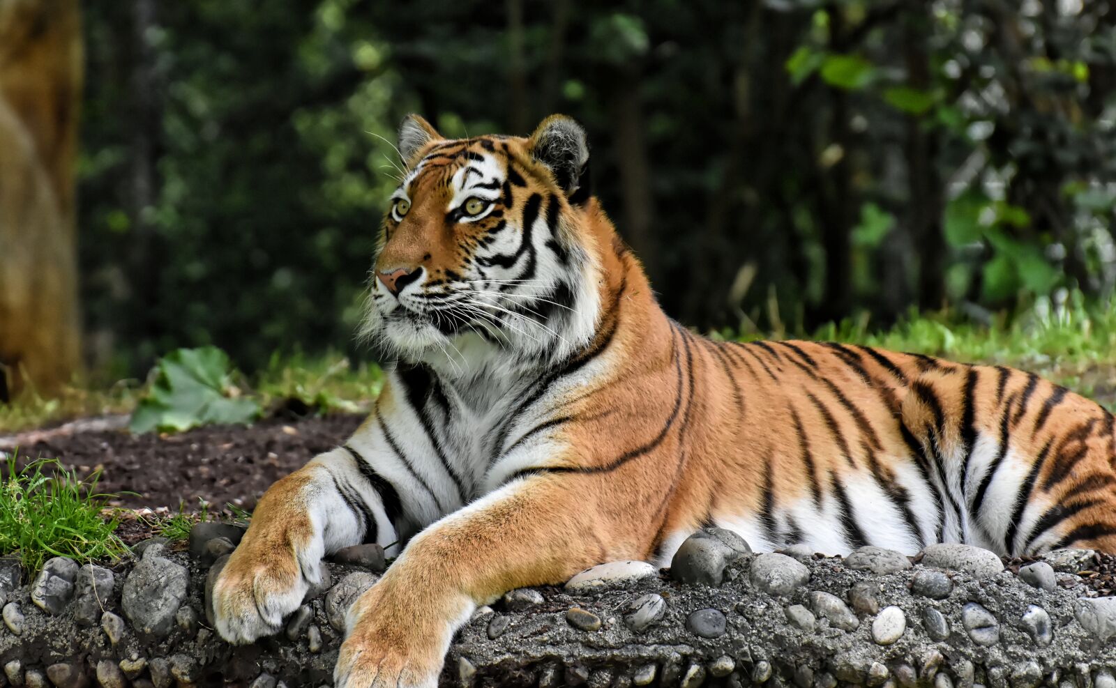 Nikon D7200 sample photo. Tiger, big cat, predator photography