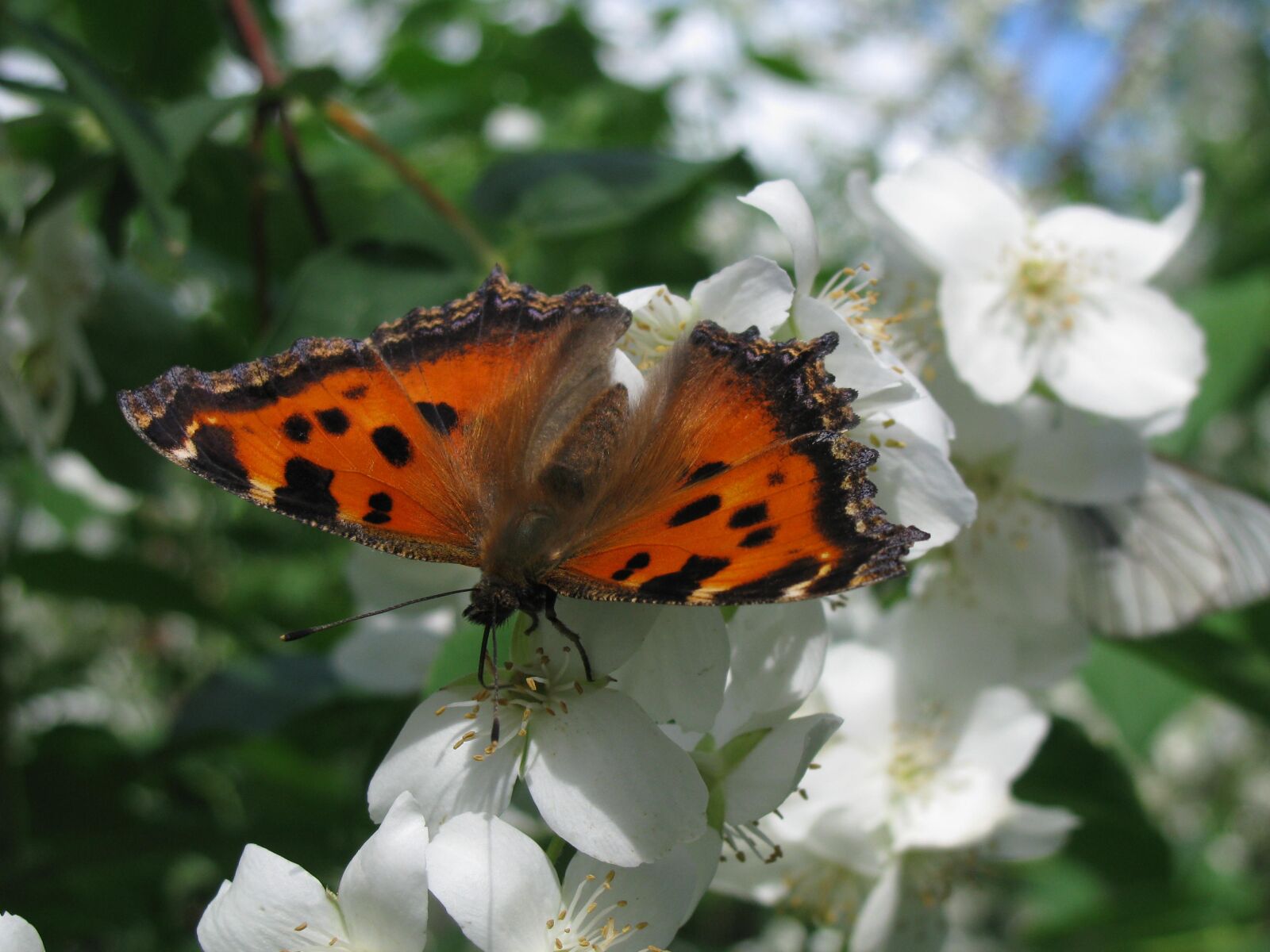 Canon POWERSHOT SX100 IS sample photo. Butterfly, flower, summer photography