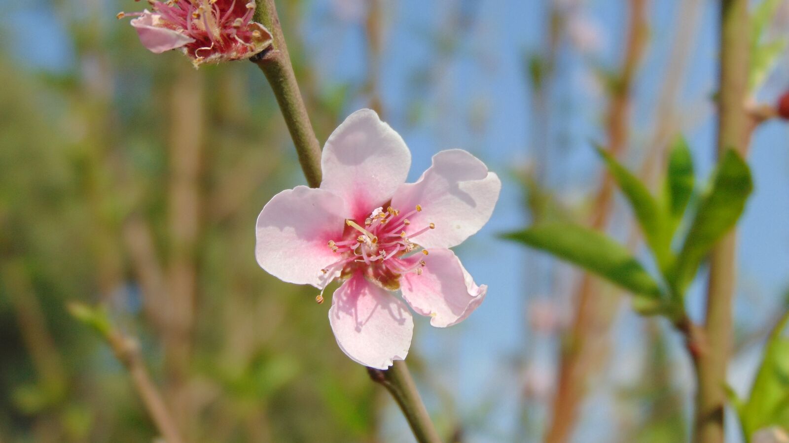 Sony Cyber-shot DSC-H300 sample photo. Flower, plant, nature photography