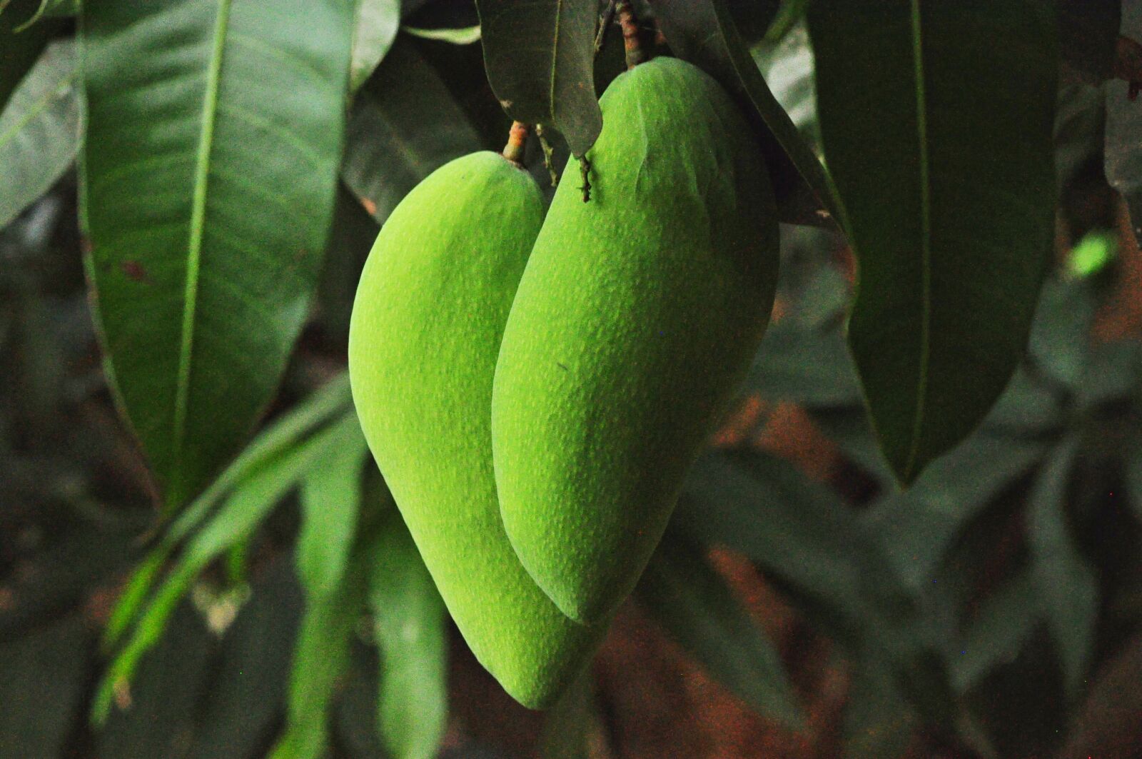 Nikon D90 sample photo. Mango, fruit, fresh photography