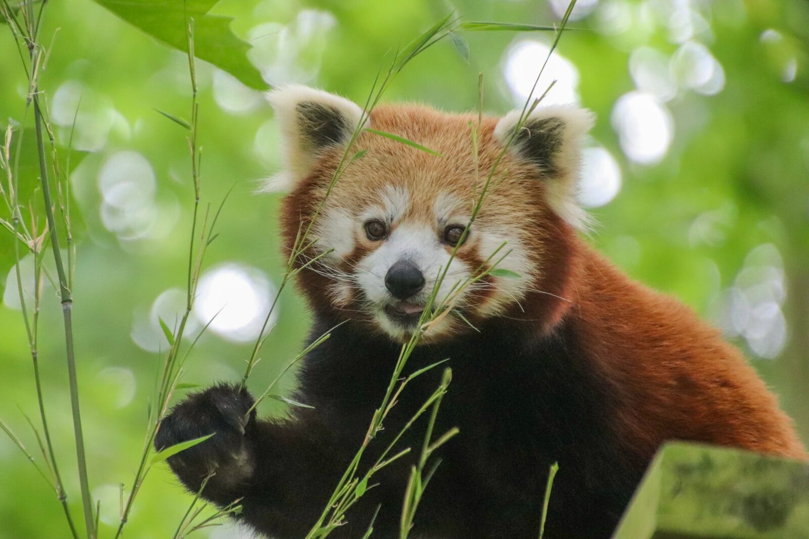 Canon EOS 800D (EOS Rebel T7i / EOS Kiss X9i) + Tamron 18-400mm F3.5-6.3 Di II VC HLD sample photo. Red panda, bamboo, mammal photography