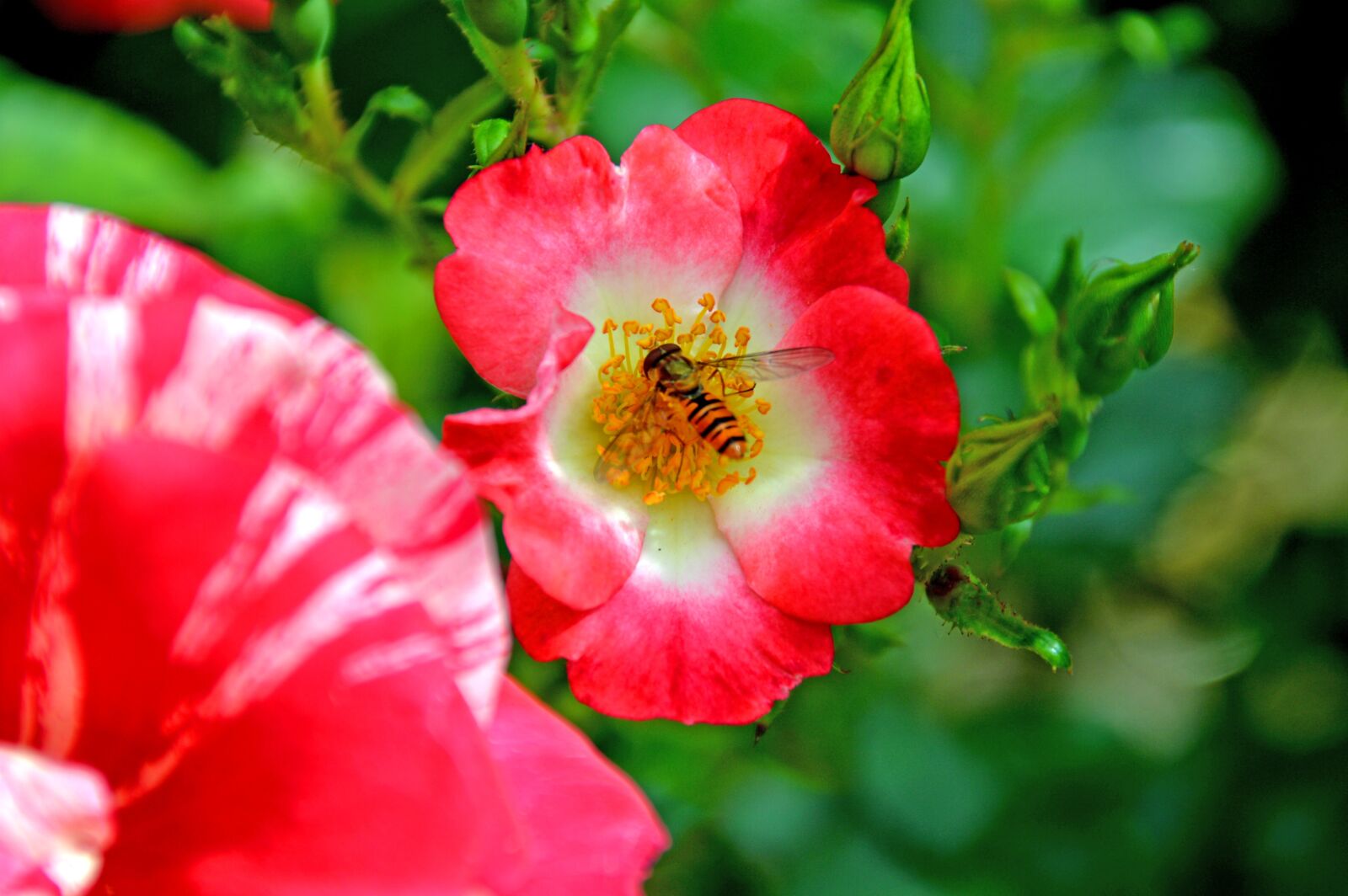 Nikon D3200 sample photo. Rose, garten, garden photography