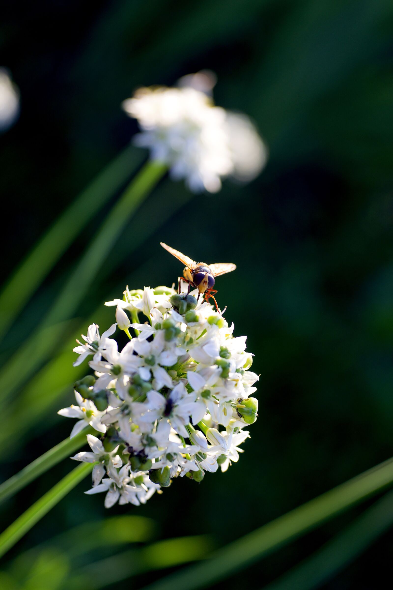 Sony Alpha DSLR-A850 sample photo. Fly, flower, onion photography