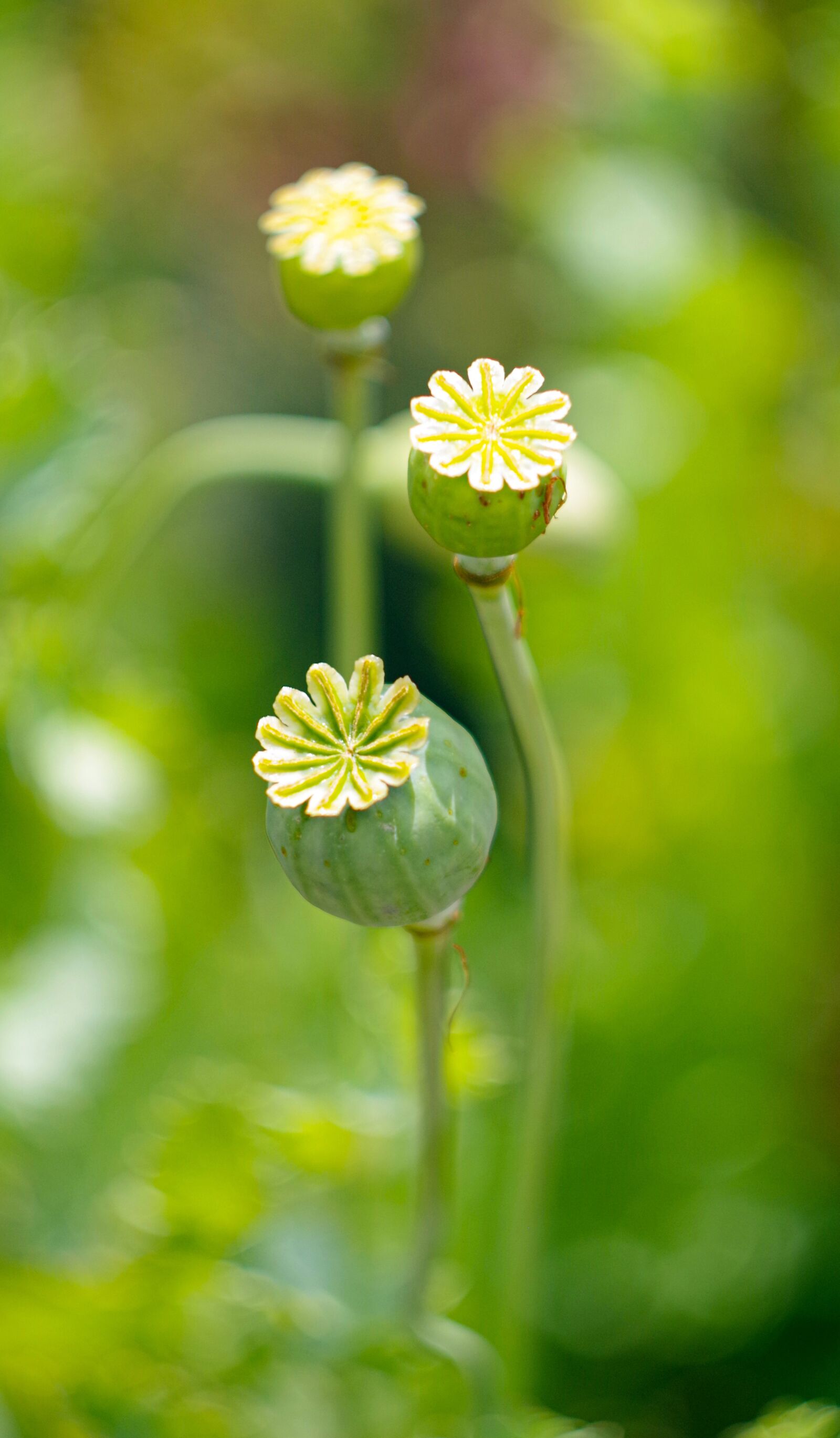 Pentax K-S2 sample photo. Poppy, seed pod, green photography