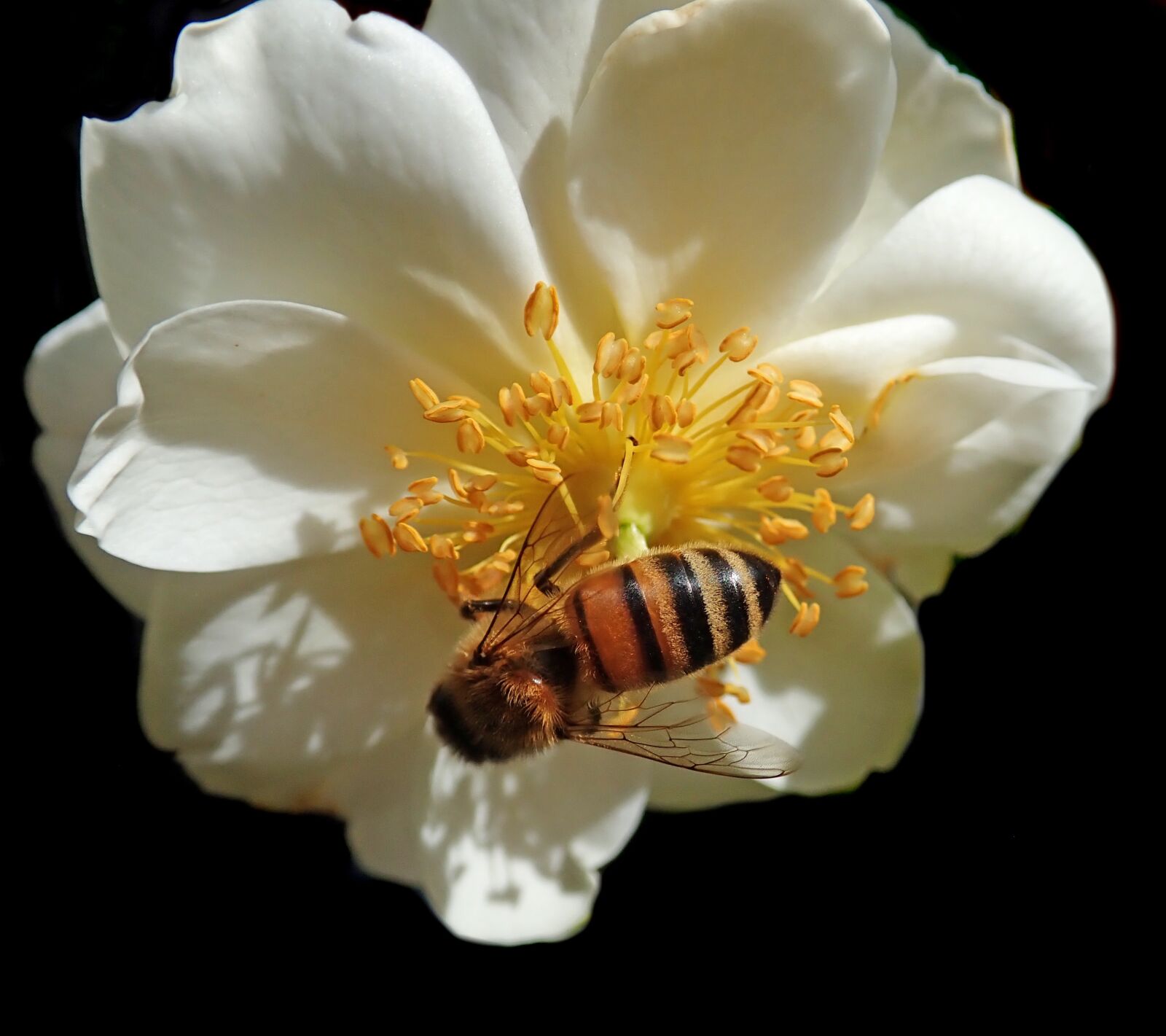 Olympus TG-5 sample photo. Flower, rose, insect photography