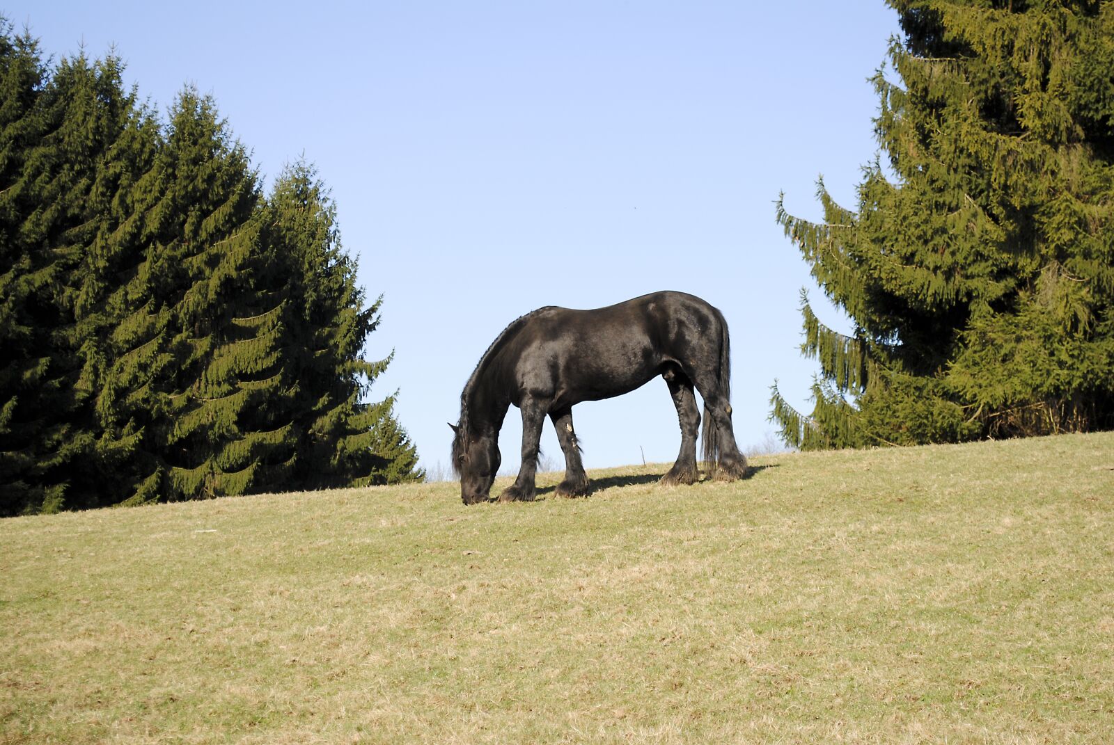 Nikon D3000 sample photo. Horse, black, pasture photography