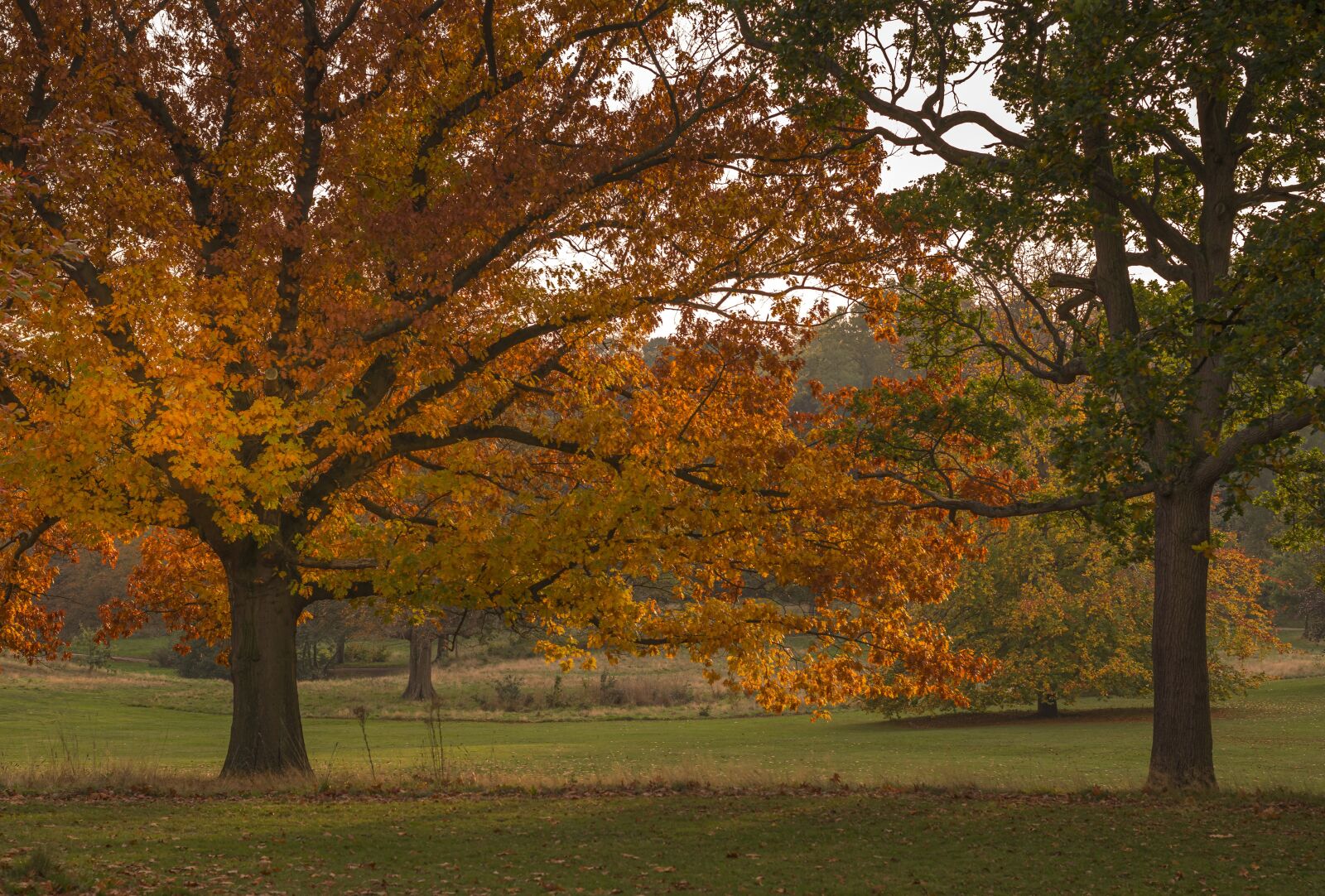 Nikon D3300 sample photo. Tree, trees, nature photography