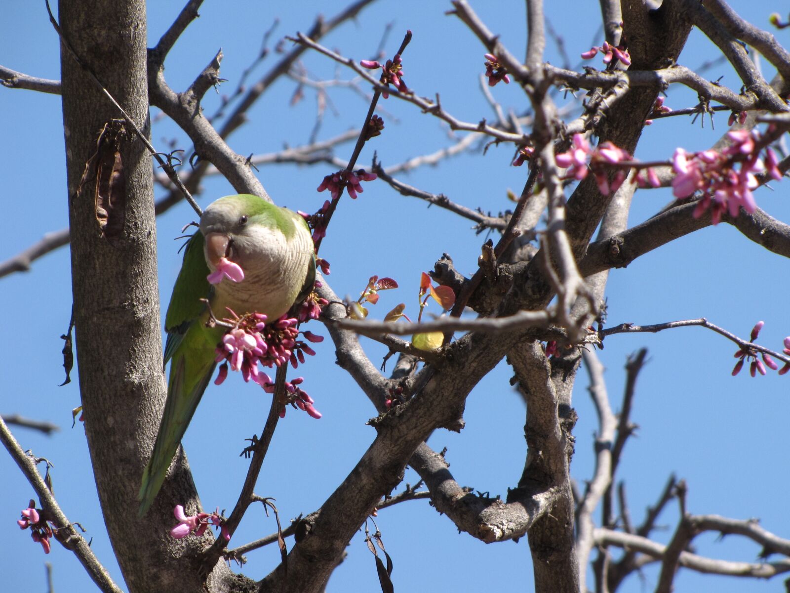 Canon PowerShot SX10 IS sample photo. Parrot, tree, nature photography