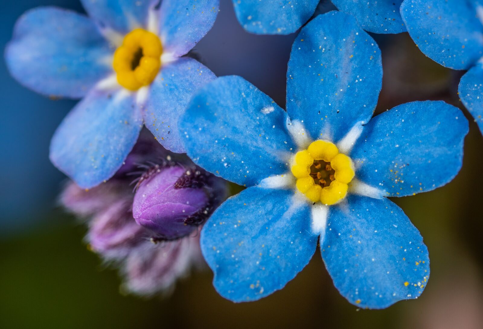 Sony a7R II sample photo. Macro, flower, nature photography