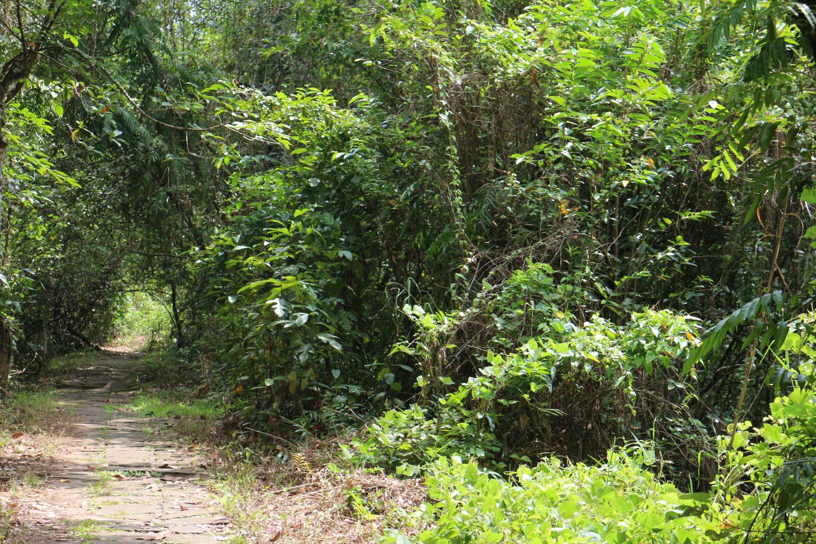 Canon EOS M + Canon EF-M 18-55mm F3.5-5.6 IS STM sample photo. Nature, india, kerala photography