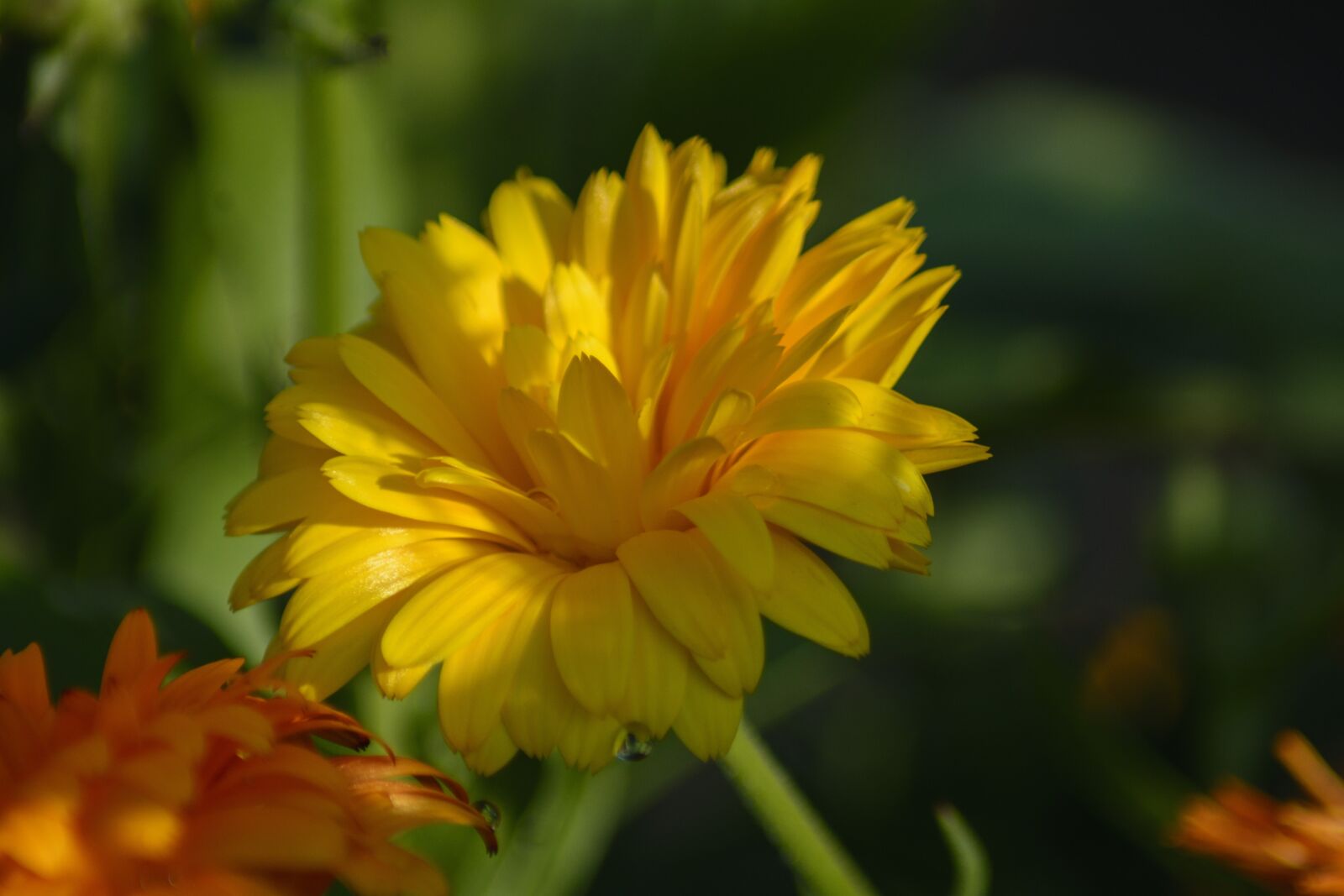 Nikon D7100 sample photo. Marigold, garden, gardening photography