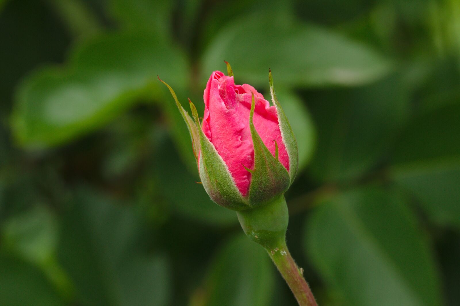 Canon EOS 600D (Rebel EOS T3i / EOS Kiss X5) sample photo. Rose, freshman, pink photography