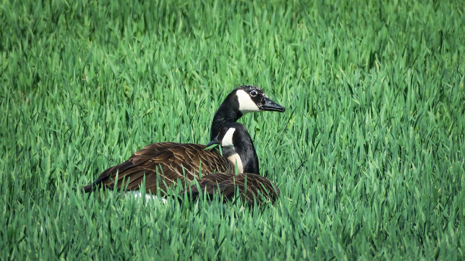 Canon PowerShot G3 X sample photo. Goose, canada goose, eat photography