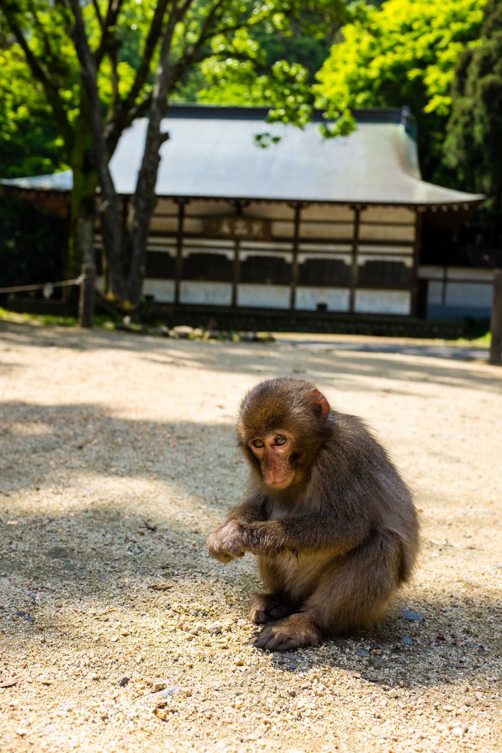 Fujifilm X100T sample photo. Animal, cute, animals, japan photography