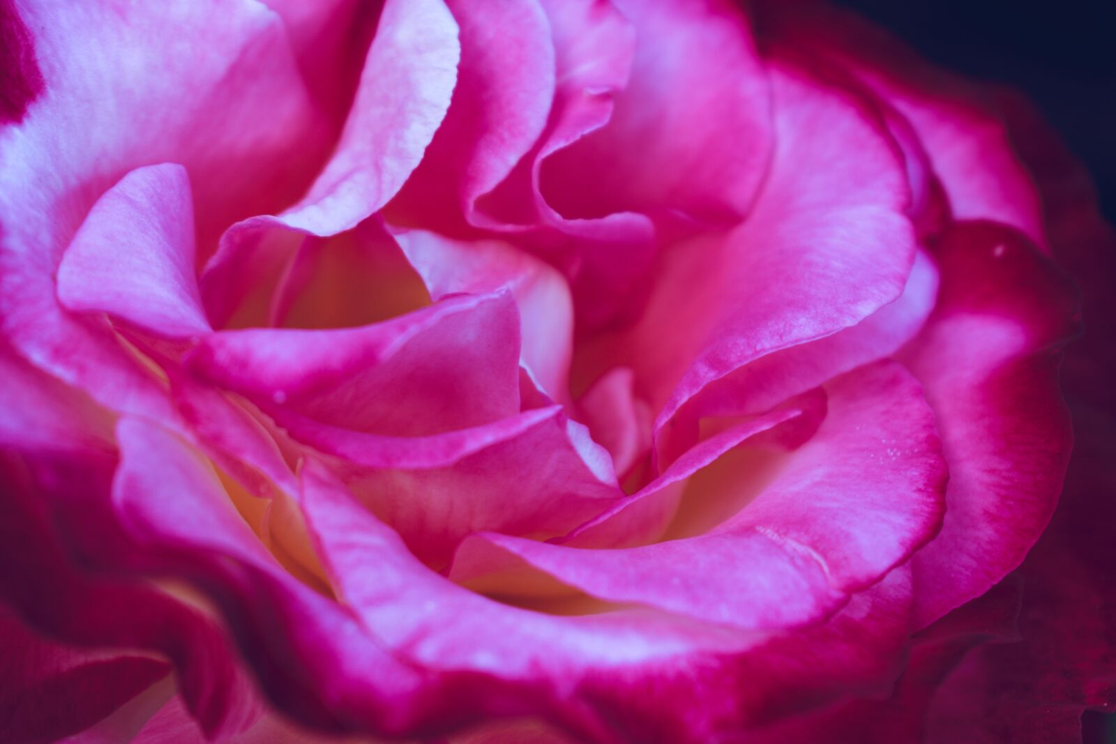 Nikon D5600 sample photo. Pink, flowers, petals photography