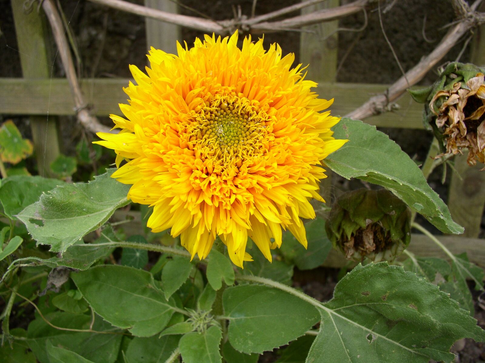 Olympus C4100Z,C4000Z sample photo. Sunflower, flower, yellow photography