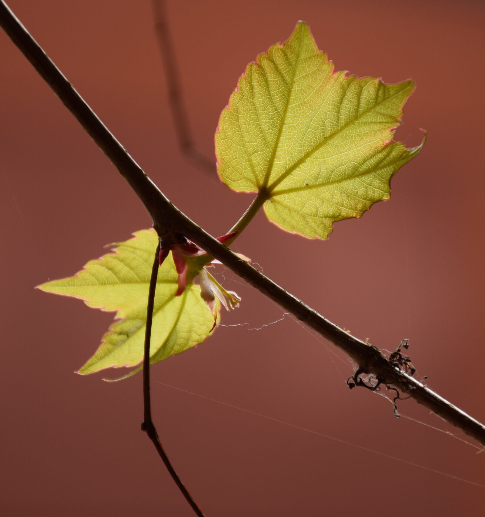 Nikon D5300 sample photo. Leaf, light, nature photography