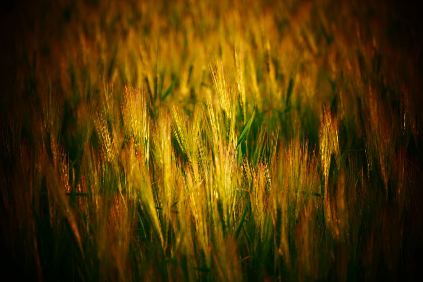 Panasonic Lumix DMC-G85 (Lumix DMC-G80) sample photo. Wheat, crop, summer photography