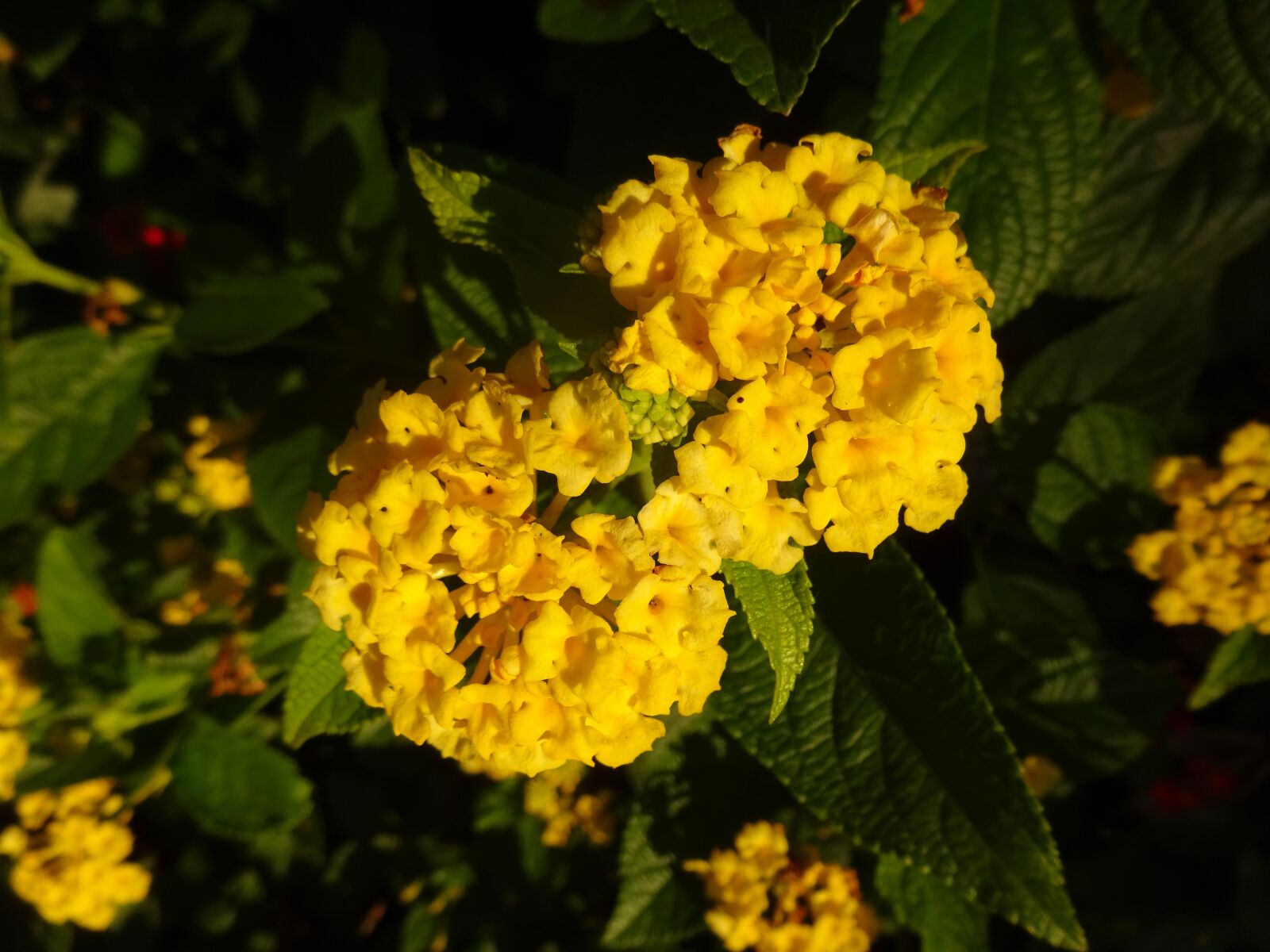 Sony Cyber-shot DSC-WX350 sample photo. Yellow flowers, garden, autumn photography